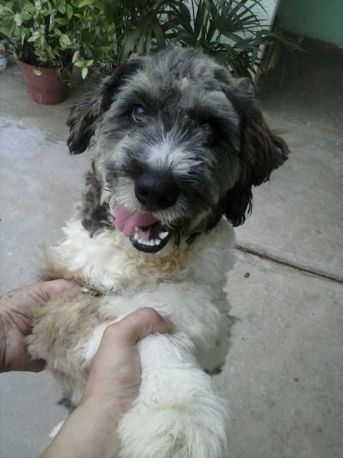 La foto de tu mascota! - 1