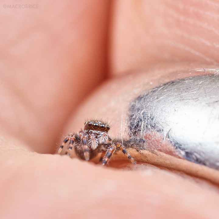 Jumping Spider