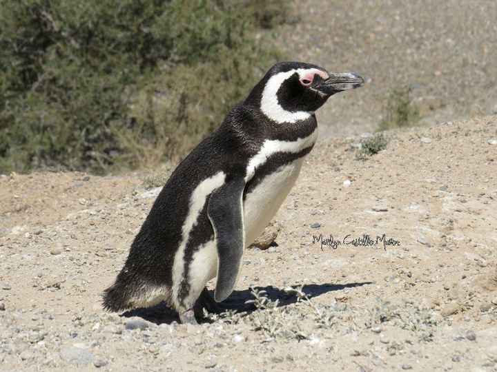 Punta Tombo | Pingüino de Magallanes