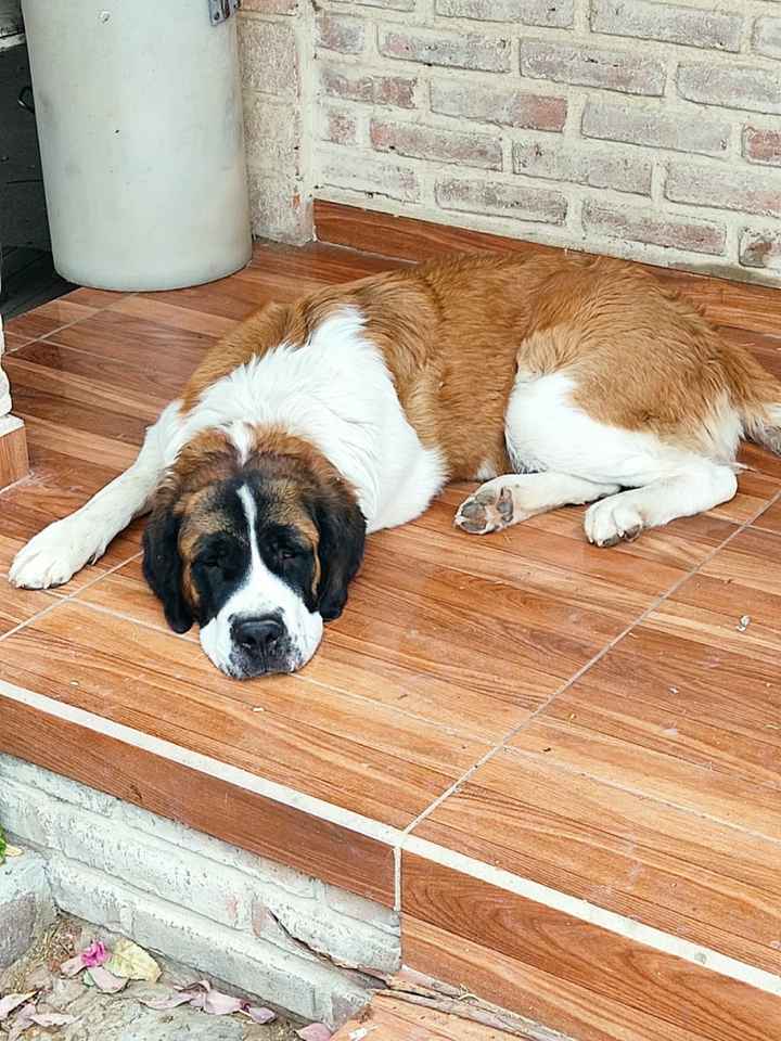 El padrino de anillos, un gatito - 1