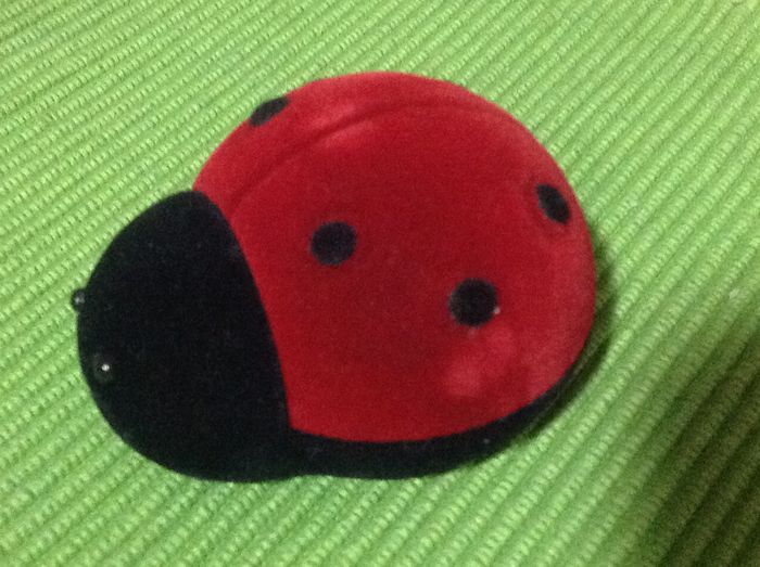 ladybug1