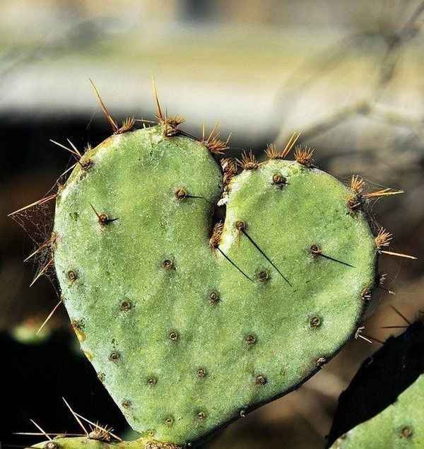 Naturaleza en forma de corazón 1