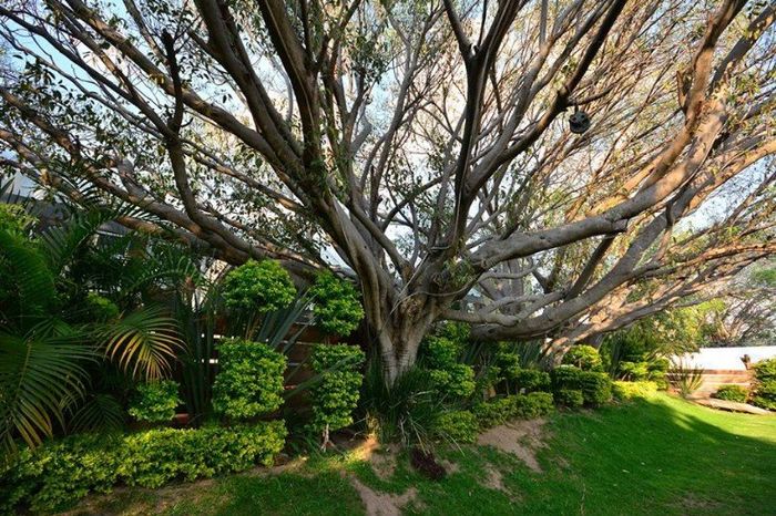 los árboles tienen luces
