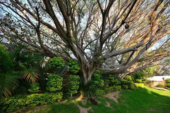 los árboles tienen luces