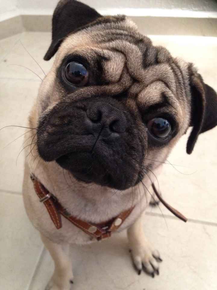 Alguna recomendación para incluir a mi perrito en la sesión previa de fotos/video - 1