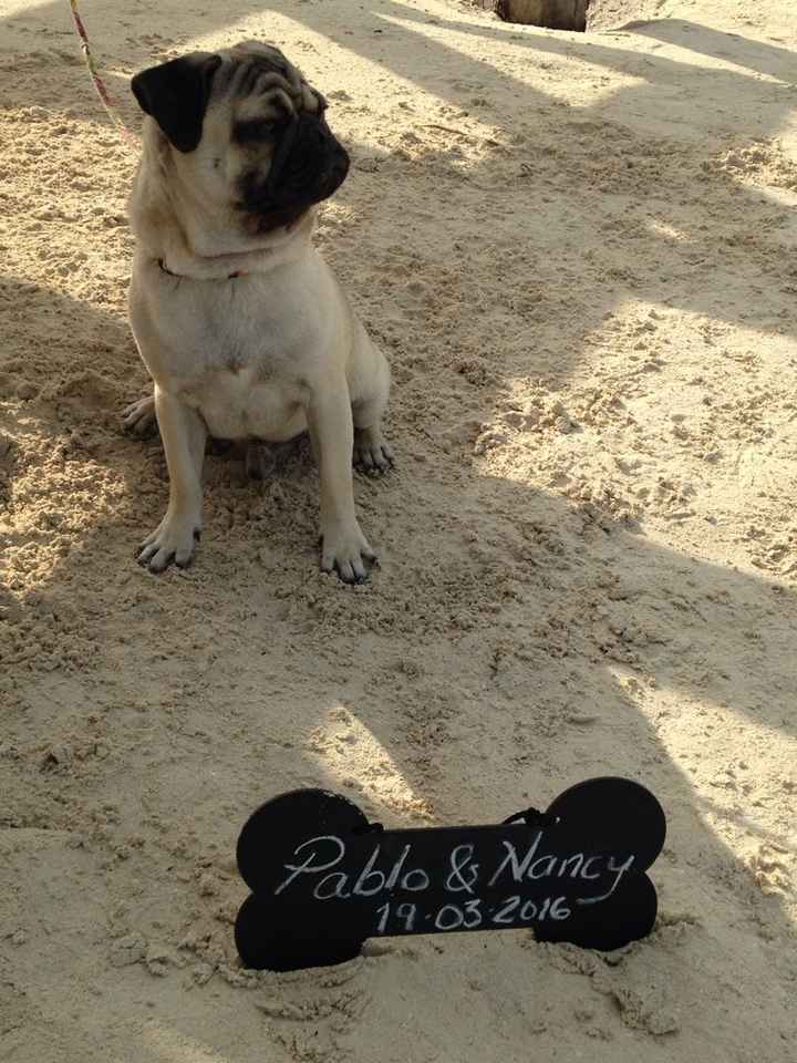 Alguna recomendación para incluir a mi perrito en la sesión previa de fotos/video - 1