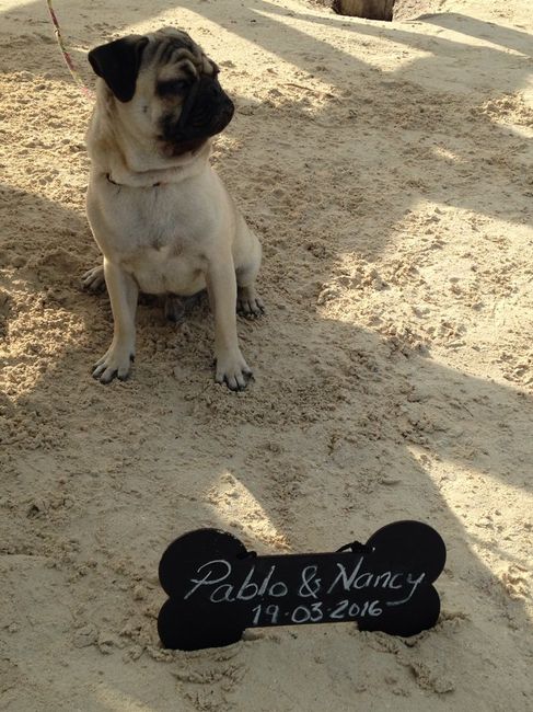 Alguna recomendación para incluir a mi perrito en la sesión previa de fotos/video - 1