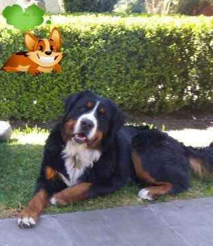 Presuman su foto... las mascotas!! - 1