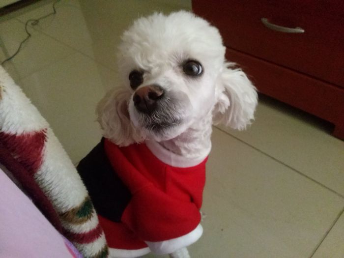 Presenten mascotas.... - 1