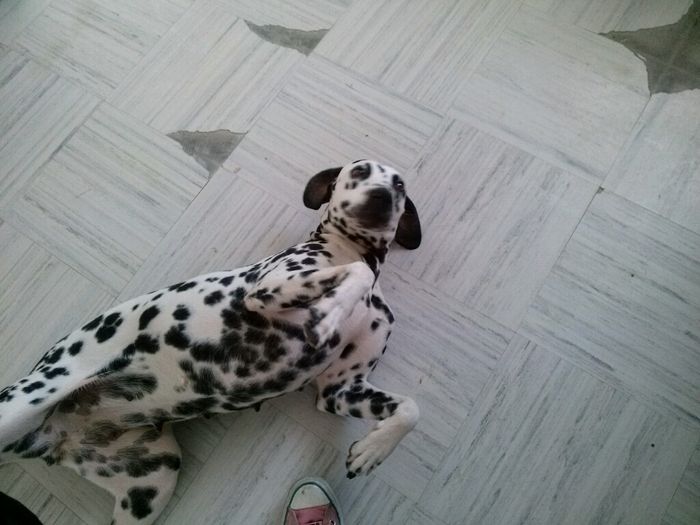 Presuman su foto... las mascotas!! - 1