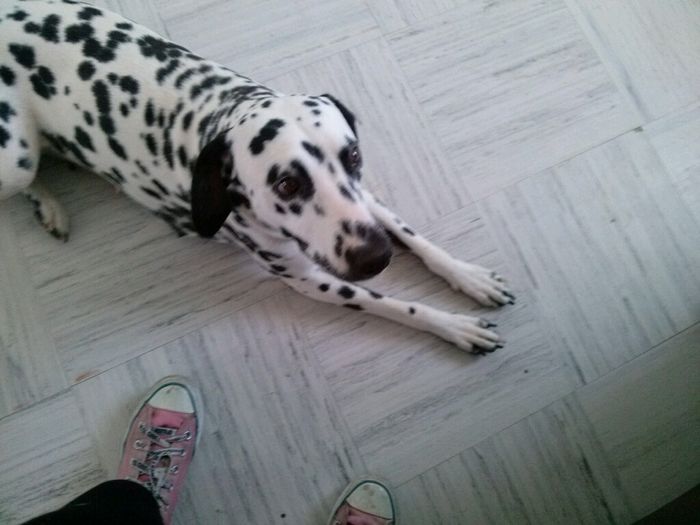 Presuman su foto... las mascotas!! - 2