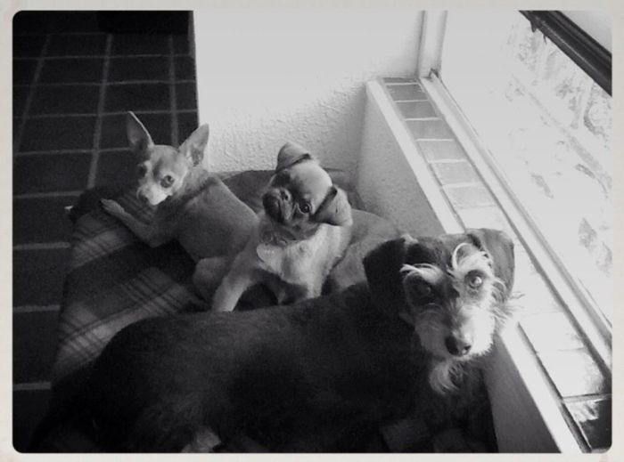 Tienen mascotas(?) - 1