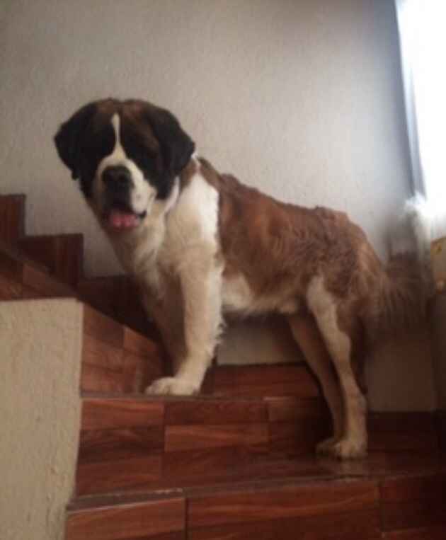 Save the date con mascotas, una manera incluirlos en la organización del día B! - 1