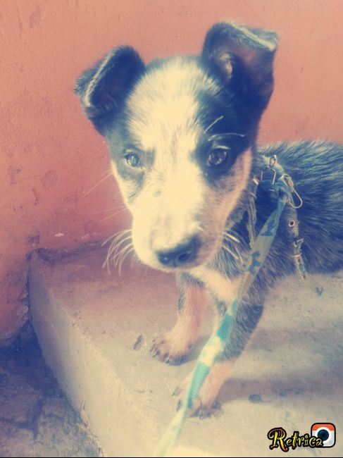 La foto de tu mascota! - 2