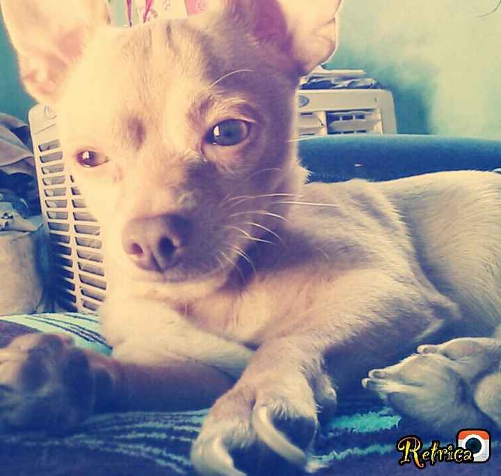 La foto de tu mascota! - 1