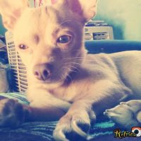 La foto de tu mascota! - 1