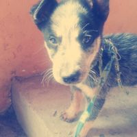 La foto de tu mascota! - 2