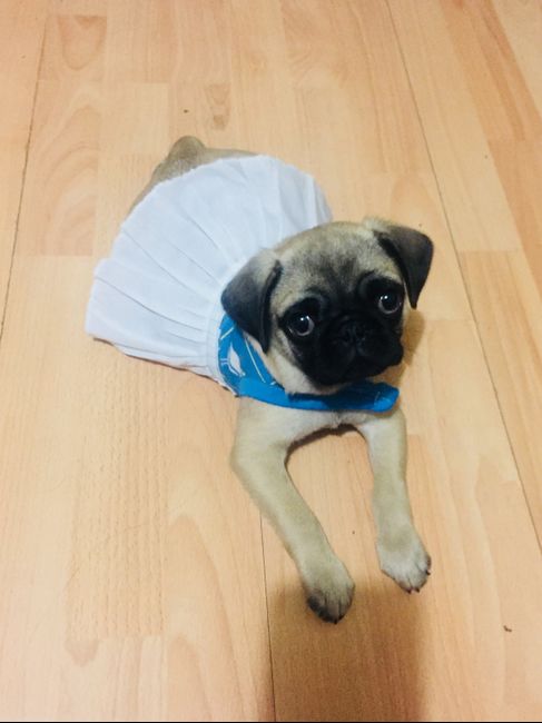 Arruina sorpresas - 1