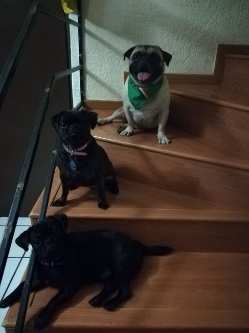 Familia chunga