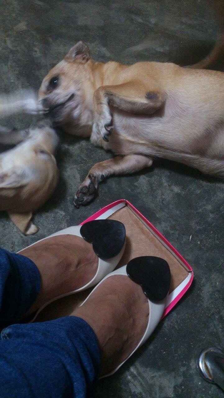 Mis zapatitos y mis perros rodando cámara 