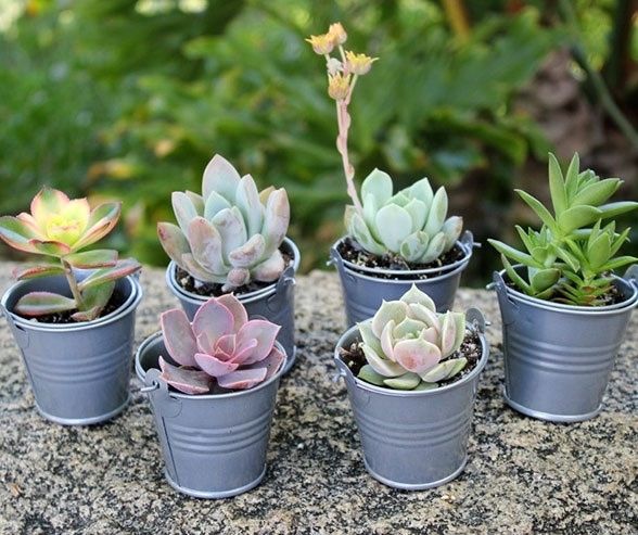Suculentas en lata
