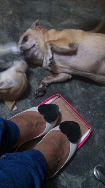 Mis zapatitos y mis perros rodando cámara
