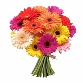 Gerberas