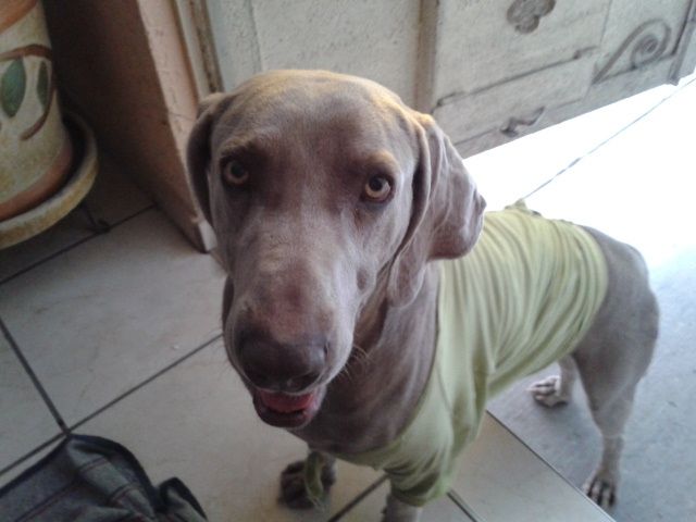 La foto de tu mascota! - 1