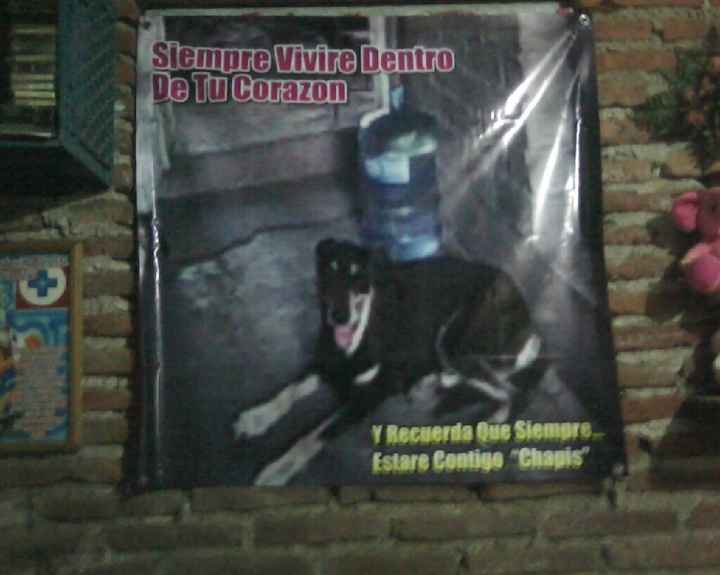 Tiempo de presumir a sus amigos peludos, quien tiene mascotas :d!! - 1