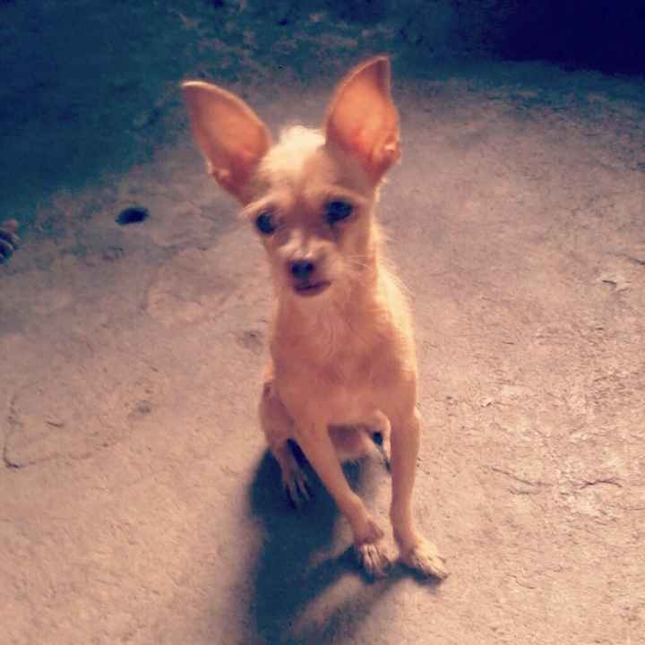 Tiempo de presumir a sus amigos peludos, quien tiene mascotas :d!! - 2