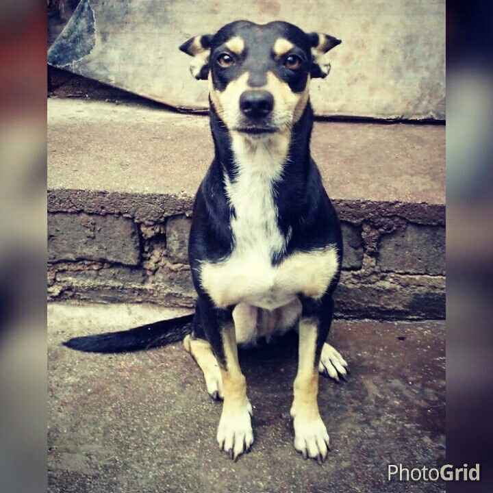 Tiempo de presumir a sus amigos peludos, quien tiene mascotas :d!! - 3