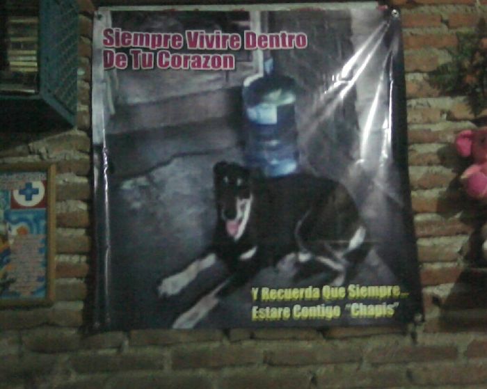 Tiempo de presumir a sus amigos peludos, quien tiene mascotas :d!! - 1