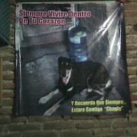 Tiempo de presumir a sus amigos peludos, quien tiene mascotas :d!! - 1