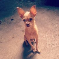 Tiempo de presumir a sus amigos peludos, quien tiene mascotas :d!! - 2