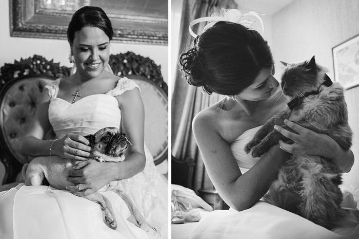 Novias gatunas 😀🐈 - 3