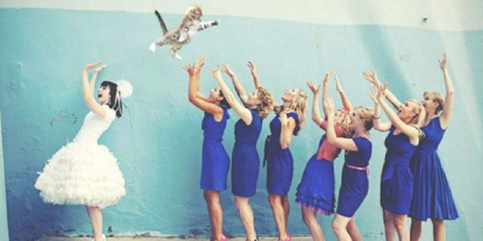 Novias gatunas 😀🐈 - 6