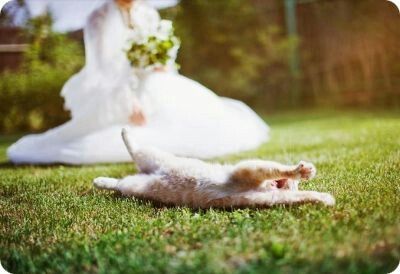 Novias gatunas 😀🐈 - 10