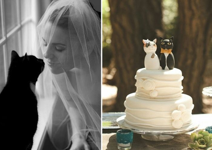 Novias gatunas 😀🐈 - 12