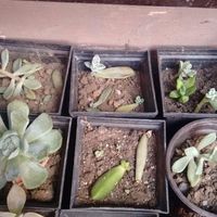 las hojitas están floreciendo ya!!