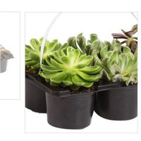 linda plantita