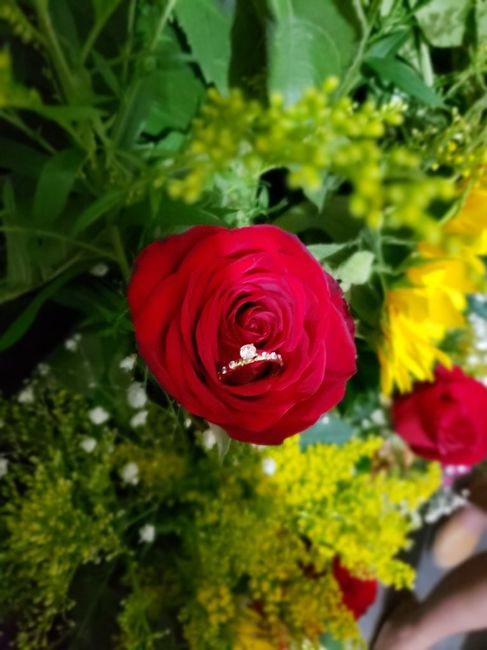 Catálogo de anillos de la Comu 24