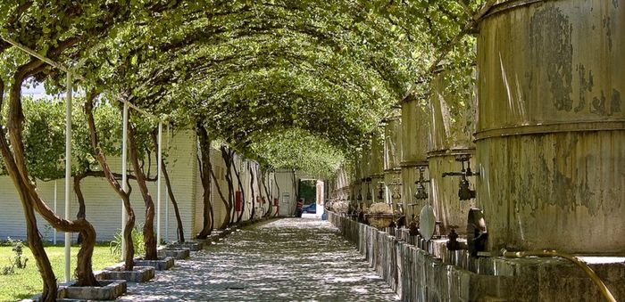 Viñedo en Parras de la Fuente
