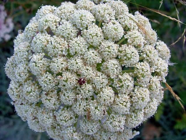 Ramo con flores de zanahoria? 💮 - 2