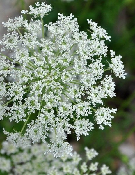 Ramo con flores de zanahoria? 💮 - 3