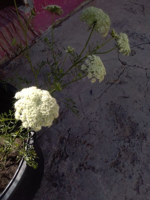 Ramo con flores de zanahoria? 💮 - 1