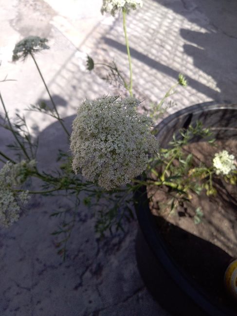 Ramo con flores de zanahoria? 💮 - 2
