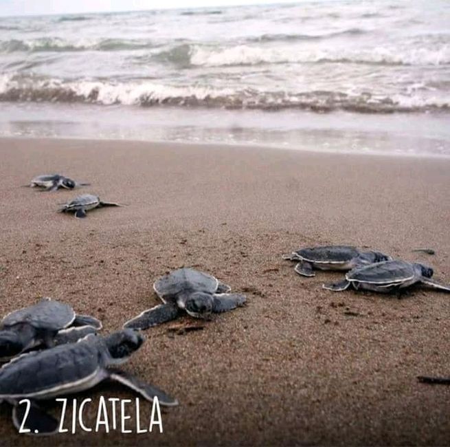 Playas de Oaxaca 🏝️🌤️ - 3