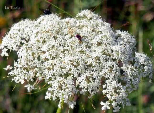 Ramo con flores de zanahoria? 💮 - 1