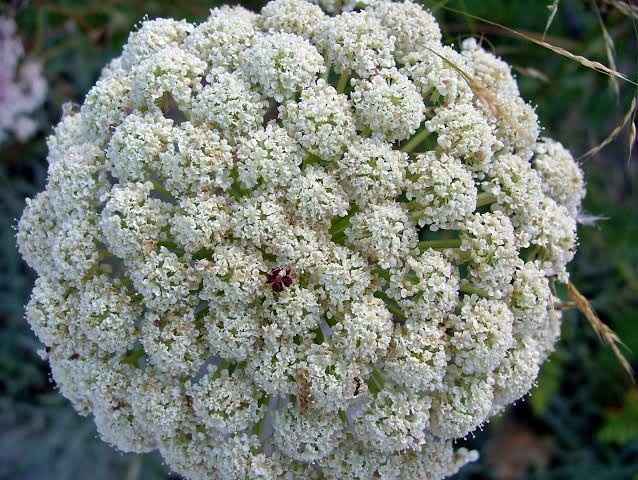 Ramo con flores de zanahoria? 💮 - 2