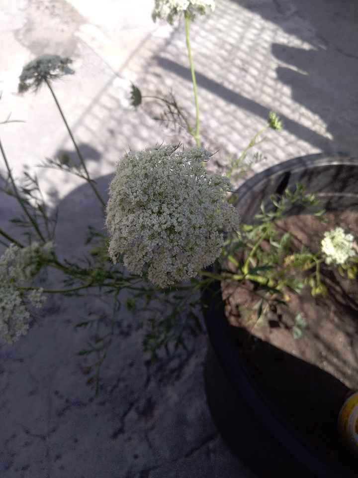 Ramo con flores de zanahoria? 💮 - 2